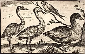 Fiskehejre, skestork, en and og en spurvefugl by Ubekendt