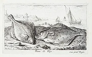 Fladfisk (Psetta) by Albert Flamen
