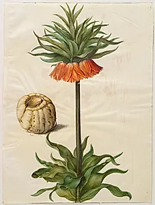 Fritillaria imperialis (kejserkrone) by Hans Simon Holtzbecker
