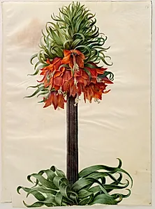 Fritillaria imperialis (kejserkrone)