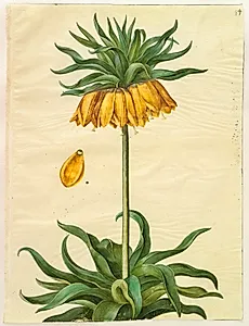 Fritillaria imperialis (kejserkrone) by Hans Simon Holtzbecker