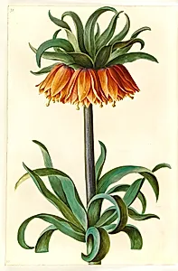Fritillaria imperialis (kejserkrone) by Hans Simon Holtzbecker