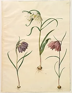 Fritillaria meleagris (almindelig vibeæg)