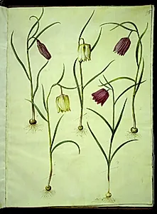Fritillaria meleagris (almindelig vibeæg)