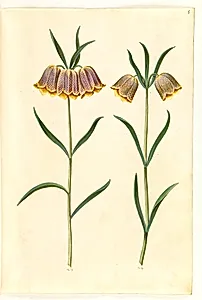 Fritillaria meleagris (almindelig vibeæg) by Hans Simon Holtzbecker