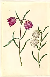 Fritillaria meleagris (almindelig vibeæg) by Hans Simon Holtzbecker