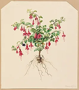 Fuchsia