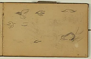Fugleskitser by Niels Larsen Stevns
