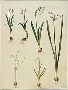 Galanthus nivalis (almindelig vintergæk); Leucojum vernum (dorotealilje); Leucojum aestivum (sommer-hvidblomme); Leucojum autumnale (høst-hvidblomme) by Hans Simon Holtzbecker