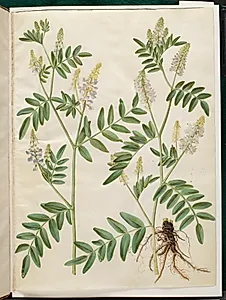 Galega officinalis (læge-stregbælg) by Hans Simon Holtzbecker