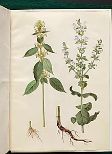 Galeopsis speciosa (hamp-hanekro); Salvia sclarea (broget salvie) by Hans Simon Holtzbecker