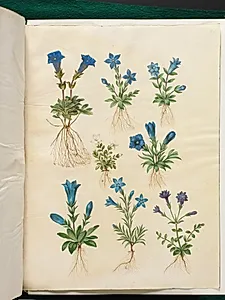 Gentiana acaulis (stængelløs ensian); Gentiana verna (vår-ensian); Gentiana acaulis (stængelløs ensian); Gentiana (art af ensian) by Hans Simon Holtzbecker