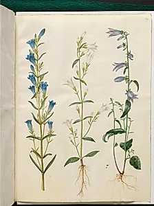 Gentiana pneumonanthe (klokke-ensian); Campanula patula (eng-klokke); Campanula rapunculoides (ensidig klokke) by Hans Simon Holtzbecker