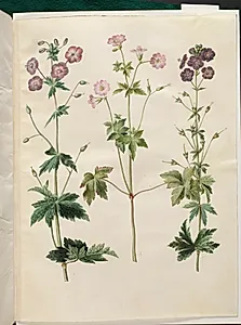Geranium phaeum (bølgekronet storkenæb); Geranium versicolor (net-storkenæb) by Hans Simon Holtzbecker