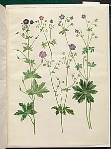 Geranium phaeum (bølgekronet storkenæb); Geranium sylvaticum (skov-storkenæb) by Hans Simon Holtzbecker