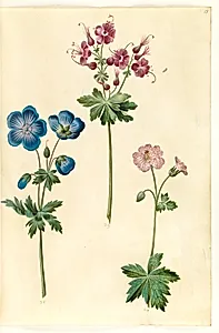 Geranium pratense (eng-storkenæb); Geranium phaeum (bølgekronet storkenæb); Geranium versicolor (net-storkenæb) by Hans Simon Holtzbecker