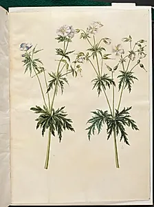 Geranium pratense (eng-storkenæb) by Hans Simon Holtzbecker
