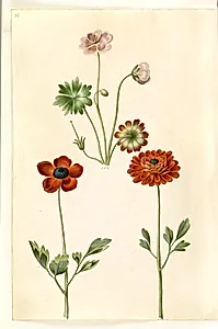 Geranium sanguineum striatum (stribet storkenæb); Ranunculus asiaticus (have-ranunkel) by Hans Simon Holtzbecker