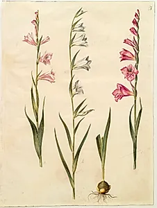 Gladiolus communis (almindelig gladiolus) by Hans Simon Holtzbecker