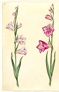 Gladiolus communis (almindelig gladiolus) by Hans Simon Holtzbecker