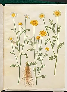 Glebionis coronaria (kron-okseøje) by Hans Simon Holtzbecker
