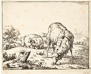 Græssende får, set forfra by Marcus de Bye