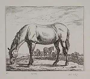 Græssende hest
