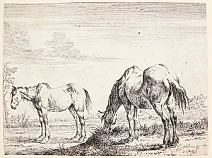 Græssende hest by Dirk Stoop
