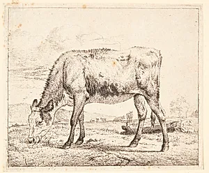 Græssende kalv by Adriaen van de Velde
