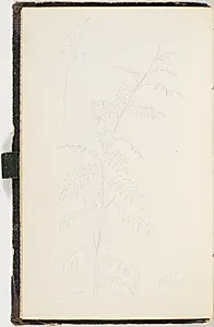 Gren med meget fligede blade by P.C. Skovgaard