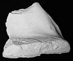 Hals og begyndelsen af nakke, fragment. Fra statue by Ubekendt