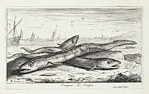 Havålen (Congus) by Albert Flamen
