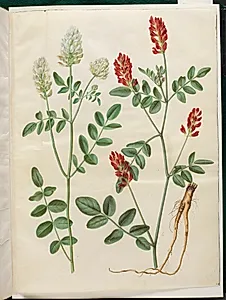 Hedysarum coronarium (rød hanekløver) by Hans Simon Holtzbecker