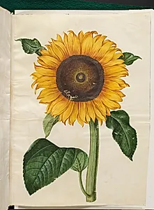Helianthus annuus (almindelig solsikke) by Hans Simon Holtzbecker