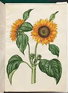 Helianthus annuus (almindelig solsikke) by Hans Simon Holtzbecker