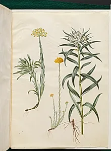 Helichrysum orientale (busk-evighedsblomst); Helichrysum Stoechas (stinkende evighedsblomst); Anaphalis margaritacea (almindelig perlekurv) by Hans Simon Holtzbecker