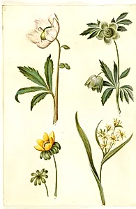 Helleborus niger (almindelig julerose); Eranthis hyemalis (have-erantis); Gagea lutea (almindelig guldstjerne) by Hans Simon Holtzbecker