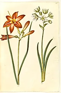 Hemerocallis fulva (brun daglilje); Ornithogalum arabicum (mælkestjerne) by Hans Simon Holtzbecker