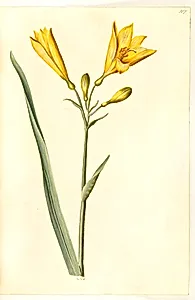 Hemerocallis lilioasphodelus (gul daglilje) by Hans Simon Holtzbecker