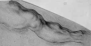 Hercules beruset. Hercules' højre ben by Willem Panneels