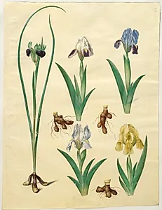 Hermodactylus tuberosus (hermesfinger); Iris pumila (lav iris) eller Iris lutescens (dværg-iris) by Hans Simon Holtzbecker