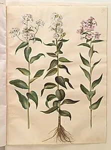 Hesperis matronalis (almindelig aftenstjerne) by Hans Simon Holtzbecker