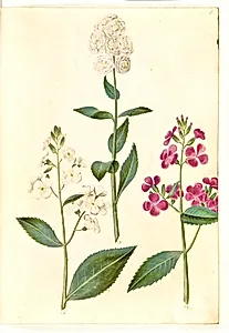 Hesperis matronalis (almindelig aftenstjerne) by Hans Simon Holtzbecker