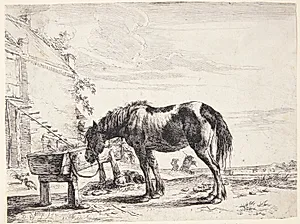 Hest tøjret til et fodertrug by Dirk Stoop