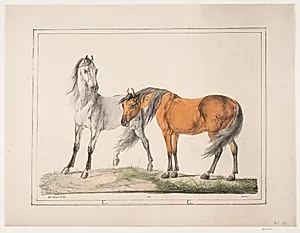 Hestene E & G