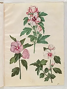 Hibiscus syriacus (syrisk rose) by Hans Simon Holtzbecker