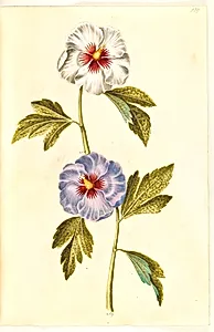 Hibiscus syriacus (syrisk rose) by Hans Simon Holtzbecker