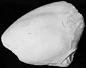 Højre overarm med skulderansats, til tyranmorderen Harmodios by Ubekendt