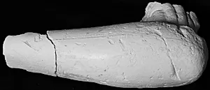 Højre underarm med albue og ansats til overarm. Efter originalen til Amazone Sciarra by Ubekendt