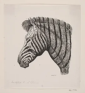 Hoved af en Zebra